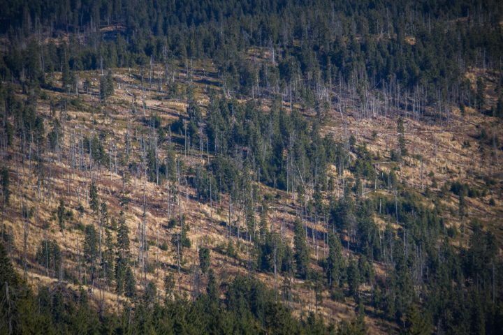 UN-Naturschutzgipfel | Advent, Advent, der Regenwald brennt